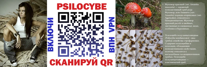 Галлюциногенные грибы Psilocybine cubensis  купить наркоту  Катав-Ивановск 